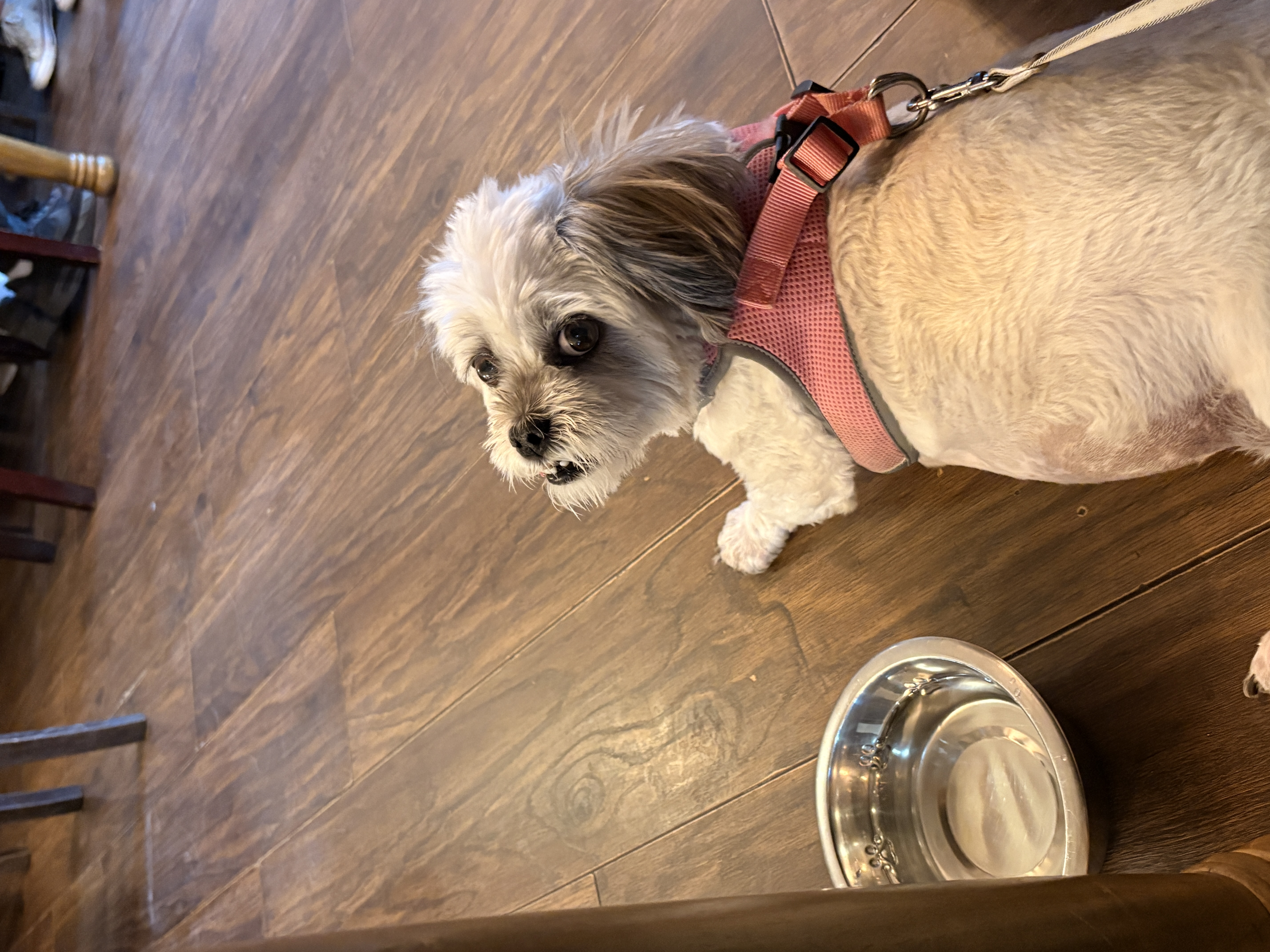 Chloe